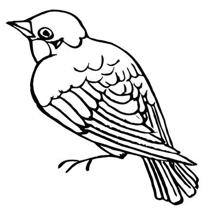 Чиж раскраска для детей