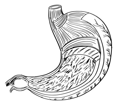 Кишечник вектор