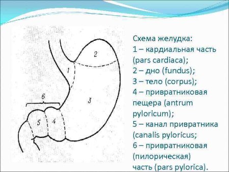 Схема желудочно-кишечного тракта
