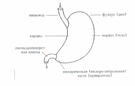 Желудок зарисовка