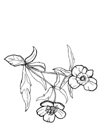 Бегония вечноцветущая (Begonia semperflorens)