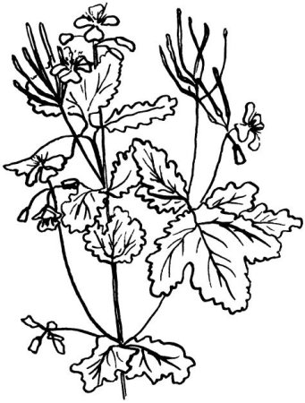 Chelidonium majus