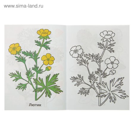 Чистотел ЛРС