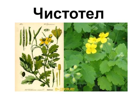 Герань Лесная строение