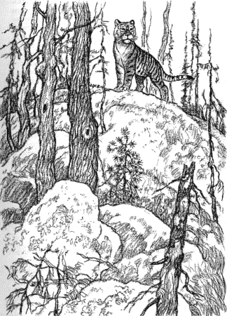 Тайга рисунок