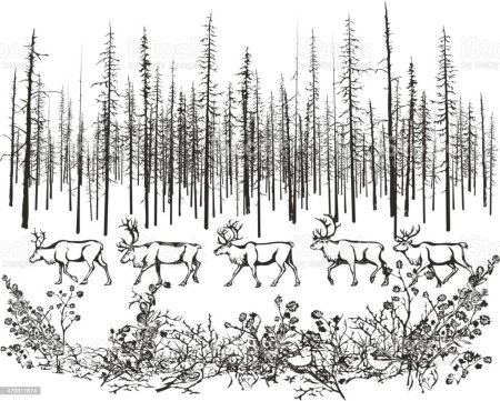 Тайга рисунок