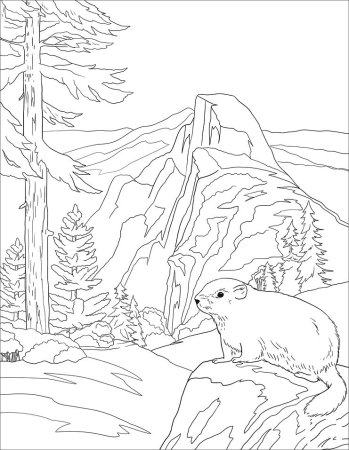 Тайга раскраска