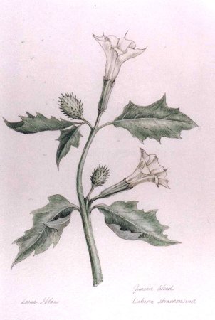 Datura stramonium Ботанический рисунок