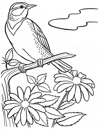 Птицы. Раскраска