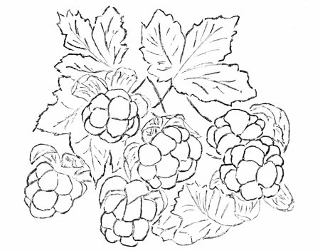 Раскраска ягоды севера