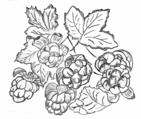 Морошка силуэт