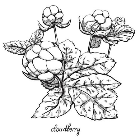 Морошка рисунок