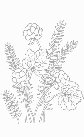 Морошка Ботаническая иллюстрация