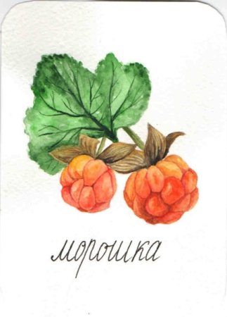 Морошка рисунок