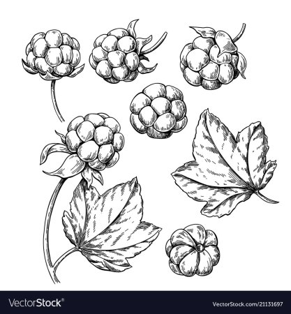 Морошка раскраска