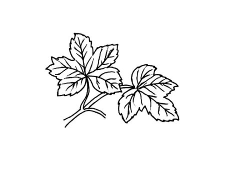 Ягода Морошка раскраска