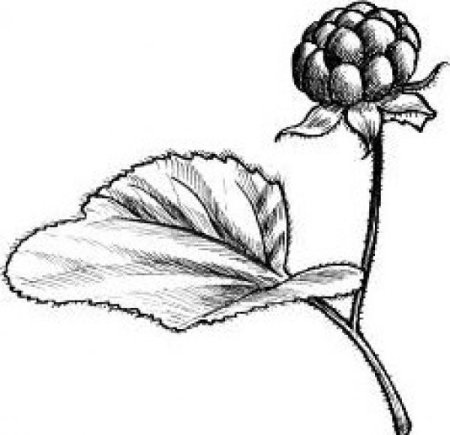 Нарисовать ветку Морошка