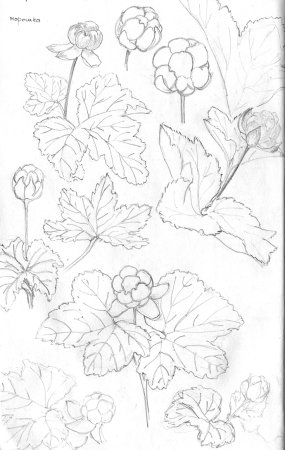 Морошка раскраска