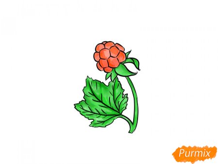 Морошка гравюра