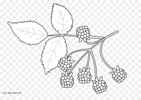 Морошка контур