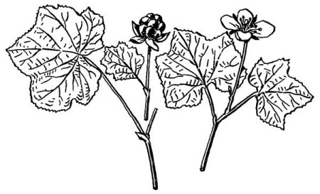 Морошка Ботаническая иллюстрация