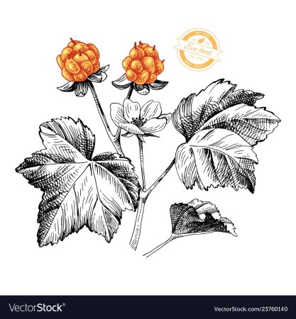 Морошка логотип