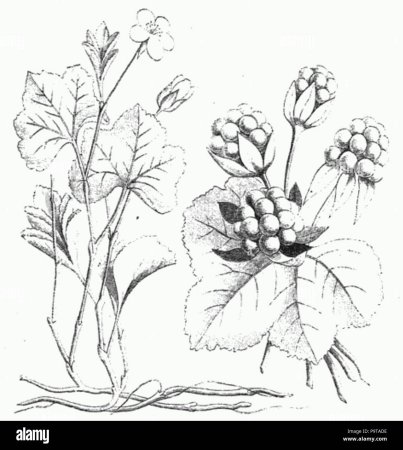 Морошка рисунок черно белый