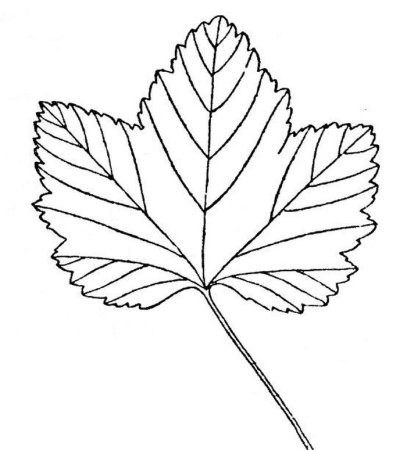 Морошка карандашом