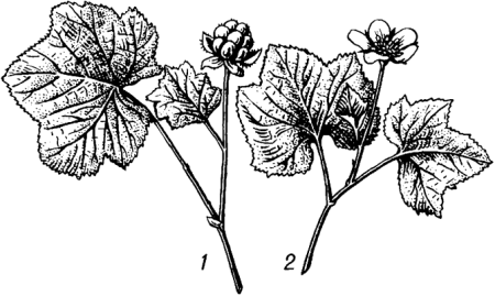 Морошка рисунок