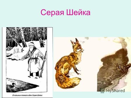 Серая шейка раскраска для детей