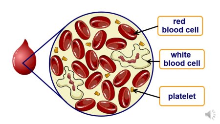 Blood consists of Red Blood Cells,White Blood Cells small Cells