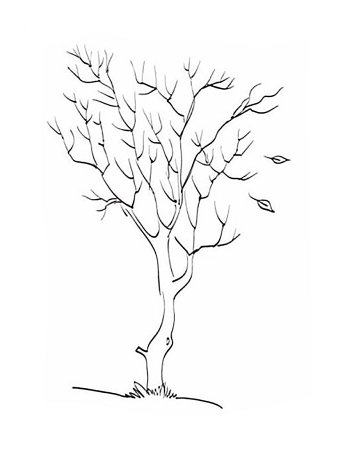 Раскраска ствол дерева без листьев для детей