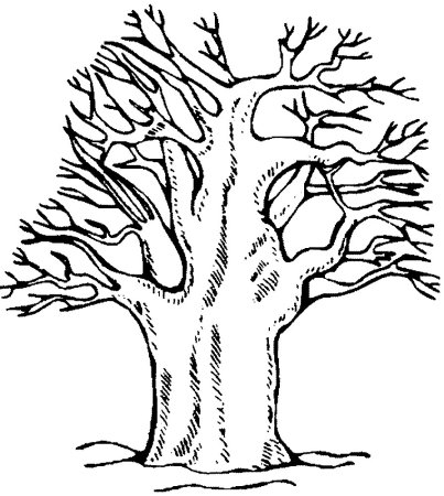 Дерево для раскрашивания без листьев