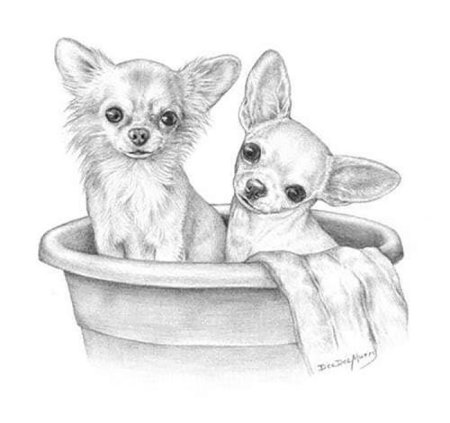 Раскраски собаки чихуахуа