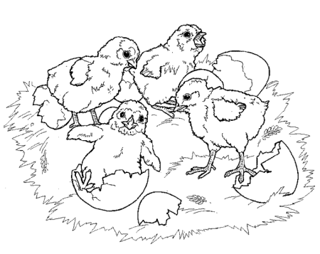 Птенчик раскраска