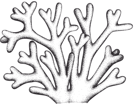 Раскраска морские водоросли