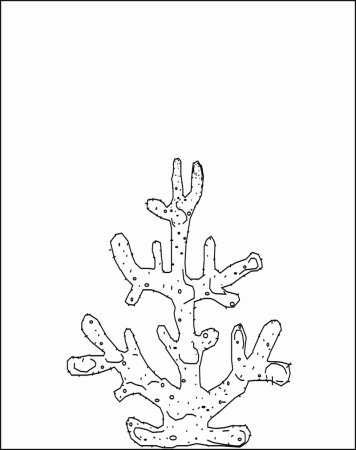 Раскраска морские водоросли