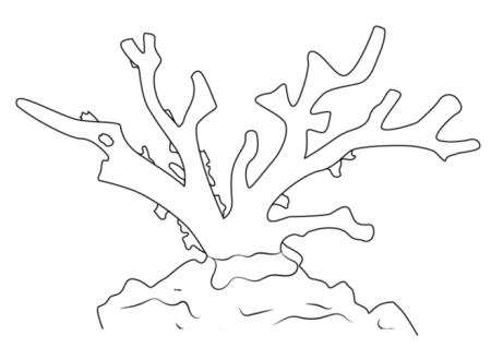 Кораллы в графике