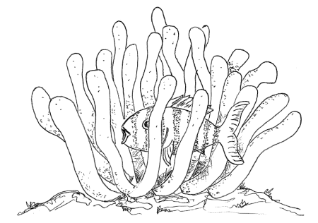 Водоросли раскраска для детей