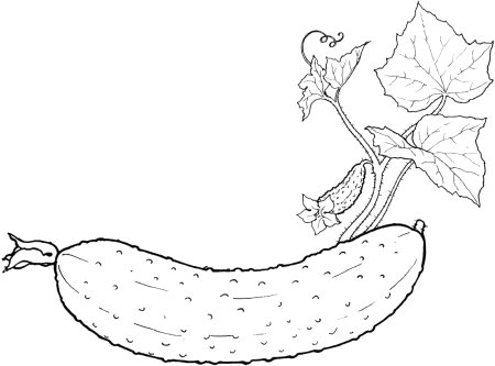 Огурец Чечель f1