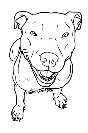 Питбуль Графика