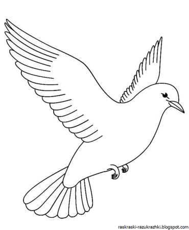 Голубь раскраска