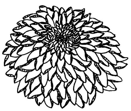 Хризантема Астра бархатцы чб