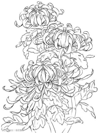 Хризантема японская раск