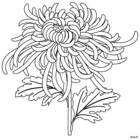 Хризантема раскраска