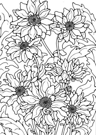 Раскраска Хризантема цветок