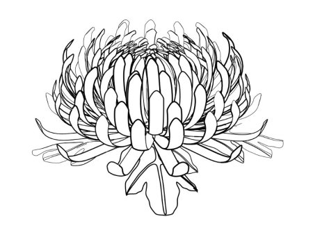 Хризантема раскраска для детей
