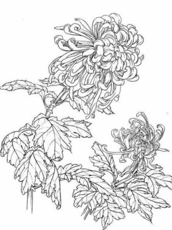 Раскраска Хризантема цветок