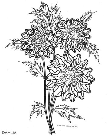 Раскраска Астра цветок