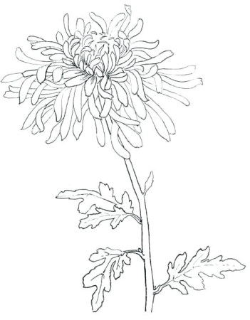 Хризантема контур